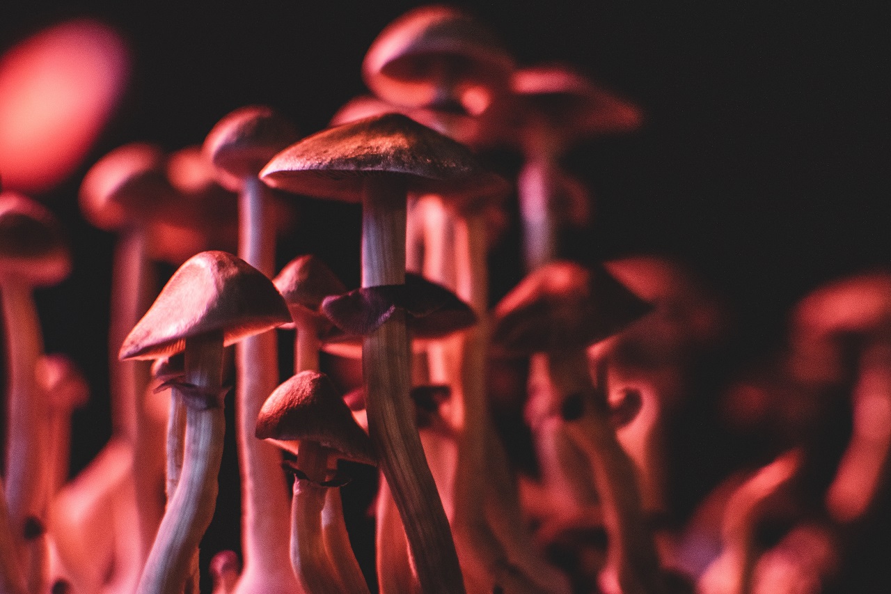 Czy od grzybów halucynogennych można się uzależnić?